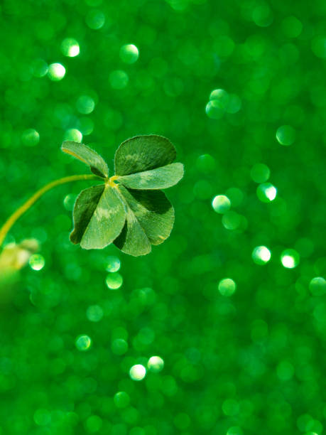 istock Fresh green lucky four leaf clover 1166114390