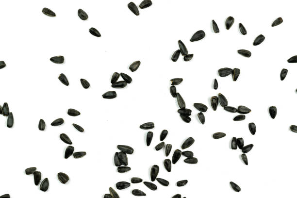 istock Sunflower seeds, background or texture isolated on white. lose-up. 1166115073