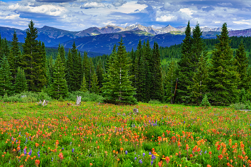 Mountain Meadows Filled with Summer Wildflowers - Colorful vibrant flowers landscape and mountain backdrops.