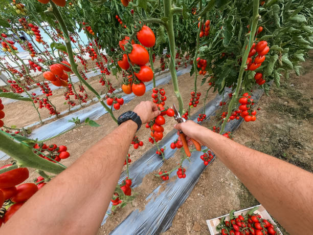 istock Young man picking a tomato from the plant 1166115899