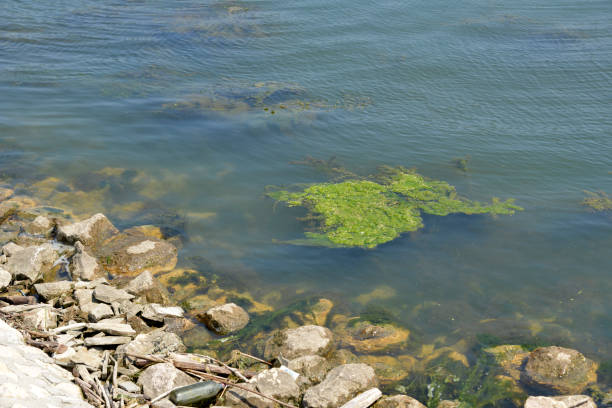 istock Polluted water near the riverbank 1166117024