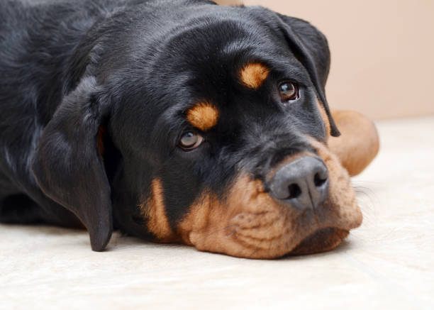 istock Rottweiler Looking at the Camera 1166117106