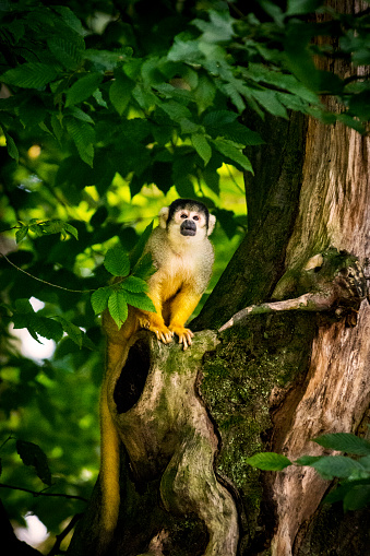Close up of a squirrel monkey sitting on a gnarly tree. The photo was taken in the late afternoon when the sunlight is emphasizes yellow fur of the monkey.