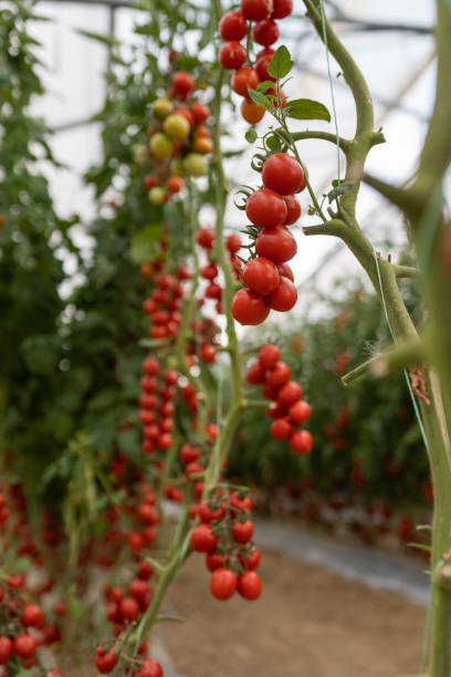 istock Tomato growing in greenhouse 1166117873