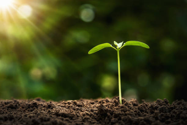 istock agriculture planting concept. young tree growing on soil with morning light 1166125842