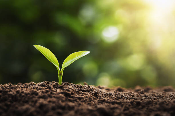 istock agriculture planting concept. young tree growing on soil with morning light 1166125843