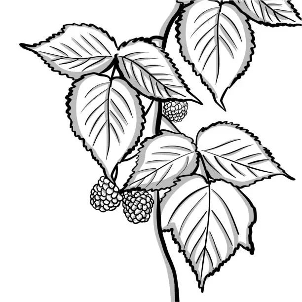 Vector illustration of Raspberry Plant Greyscale