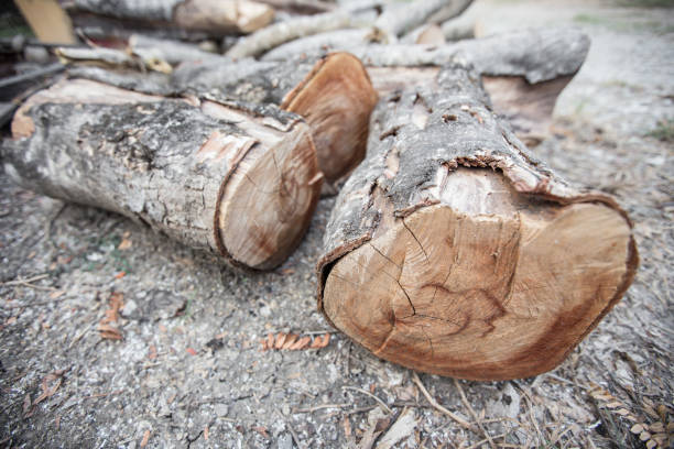 istock Pile Firewood on dry grass on background blurred 1166133615