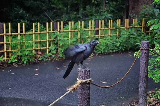 Raven (Corvus corax) Bird common, Close-up of a beautiful wild black from flying in flight then perched. Big graceful crow in public traditional Japanese Garden park in Tokyo, Japan. Asia.