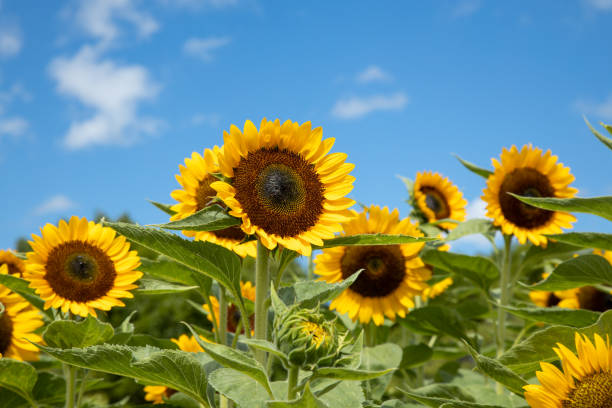 sunflower sunflower in the midsummer august stock pictures, royalty-free photos & images