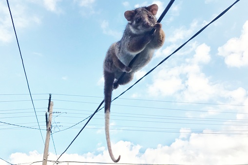 A Ring Tailed Possum holds on to a power line in an urban setting against a blue sky