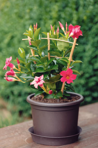 istock Flowering red Mandevilla rose Dipladenia 1166137874