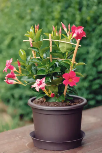 Flowering red Mandevilla rose Dipladenia in summer garden. Tropical and subtropical flowering vines family, Apocynaceae with common name rocktrumpet