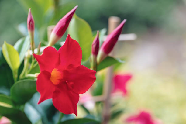 fiore rosso mandevilla rosa dipladenia - beauty in nature bright building exterior close up foto e immagini stock