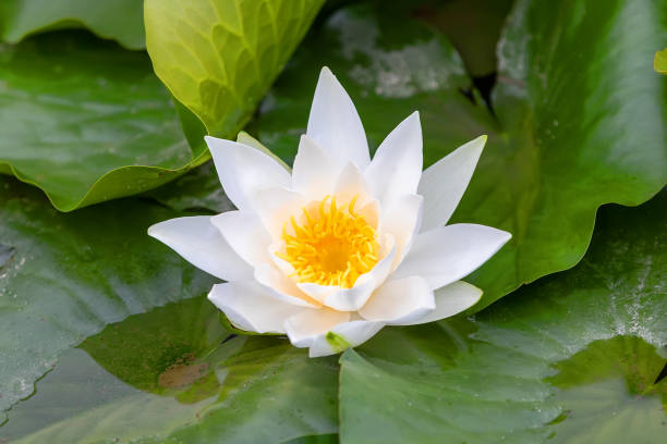istock lotus or water lily flowers 1166137913