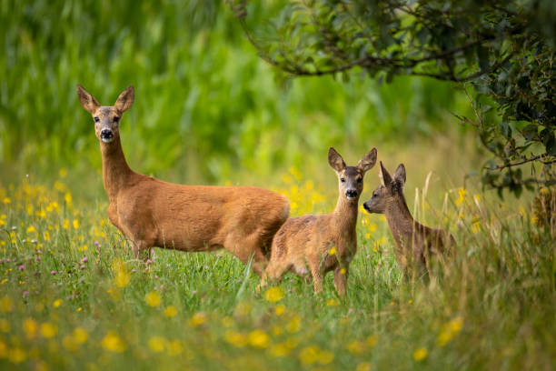 istock Row deer family graze on meadow, Czech wildlife 1166137935