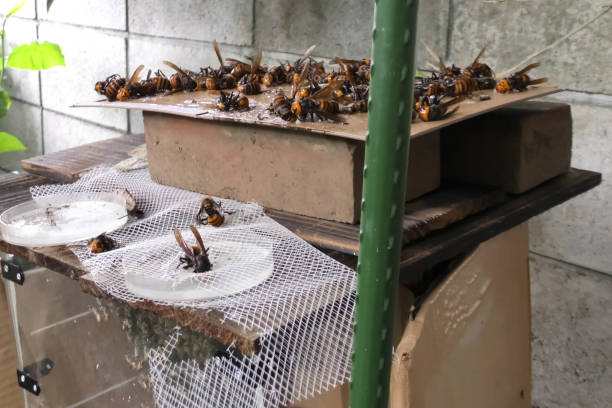 istock Hunting for hornets using rat glue. Sticking 1166139471