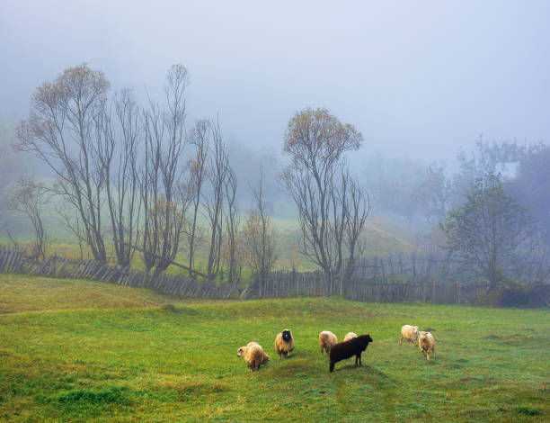 istock small sheep herd grazing in the thick fog 1166139536