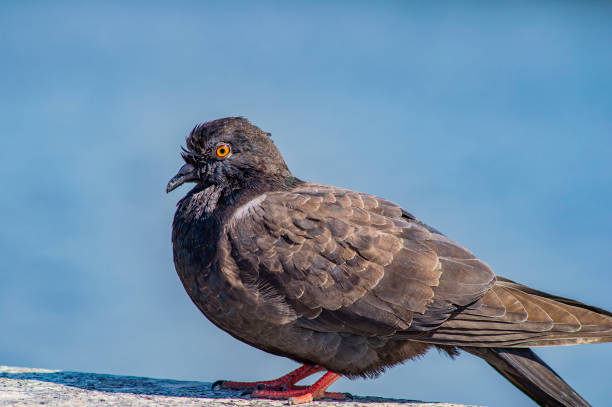 A pigeon bird is resting on the sidewalk.