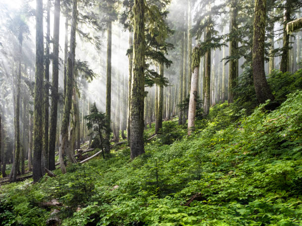 istock Forest Sunlit Background Lush Green Western Oregon Iron Mountain 1166144154