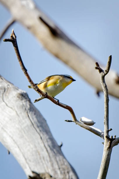 pardalote striata gialla (pardalotus striatus) - straited foto e immagini stock