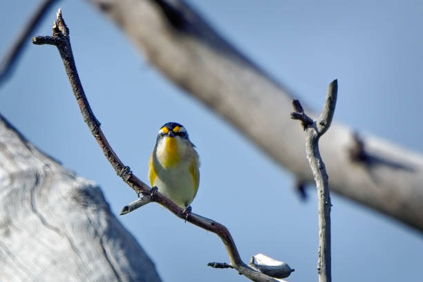 inicio de la forma manchada amarilla de paralote (pardalotus striatus) - straited fotografías e imágenes de stock