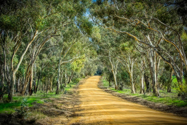 Bush Road Dirt road through the bush in rural Victoria near Benalla australian bush stock pictures, royalty-free photos & images