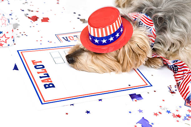Dog Tired After Elections