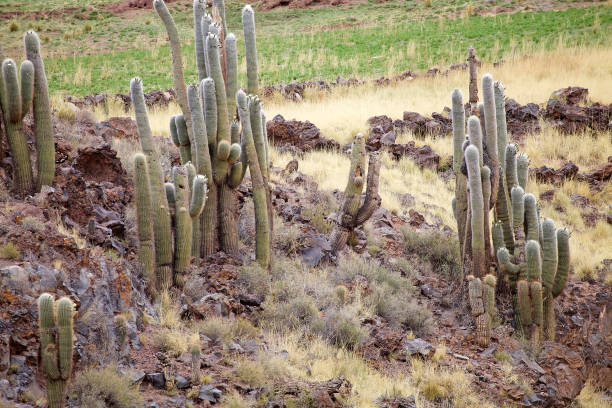 istock Cactus along the Calchaqui Valley, Argentina 1166145379
