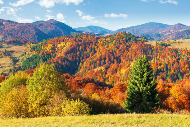 istock trees in colorful foliage. beautiful carpathians 1166145481