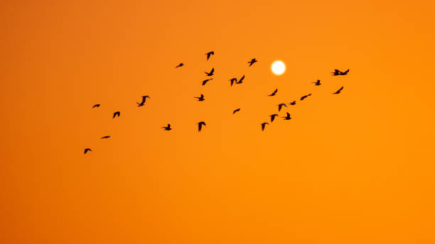 istock birds swarm in the orange sunset sky 1166145594