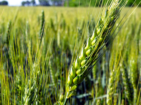 selective focus. soft background of fresh green barley field close up view with crop ears and green leaves under light blue sky. concept of freshness, organic farming & food production