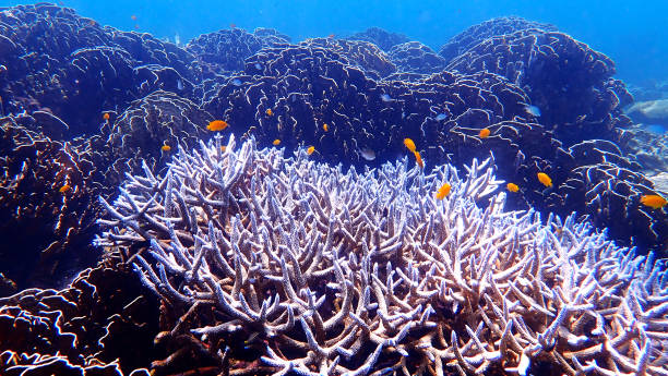 seascape azul tropical do recife coral com corais duros no console de nakinyo, myanmar - deep sea staghorn coral school of fish - fotografias e filmes do acervo