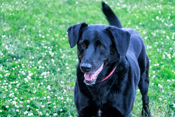 alert labrador retriever mixed breed dog wagging tail - dog tail shaking retriever imagens e fotografias de stock