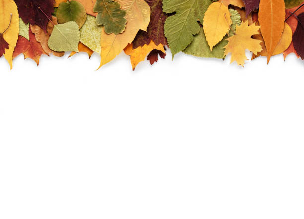 composición de otoño con hojas sobre fondo blanco y espacio vacío para texto - otoño fotos fotografías e imágenes de stock