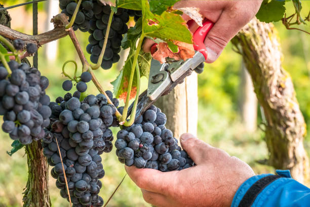 istock a vineyard red grapes harvest 1166147858