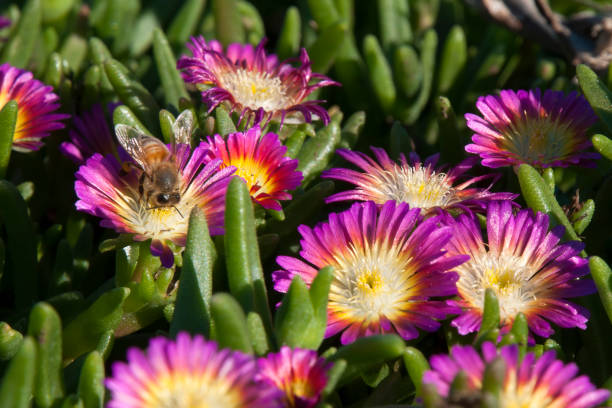 Bee on a magenta and yellow flowers of a Delosperma nubigenum or ice-plant Autumn in the garden Sydney, Australia delosperma nubigenum stock pictures, royalty-free photos & images
