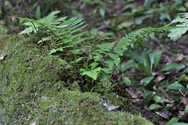 istock new vegetation on a mossy log 1166149999