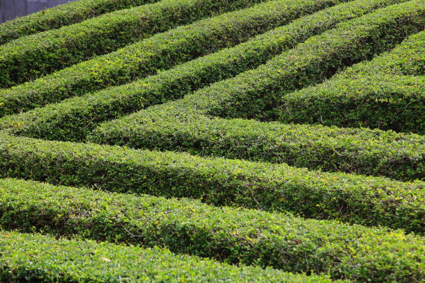 istock Green clipped box hedging topiary for formal garden wall and maze 1166150260