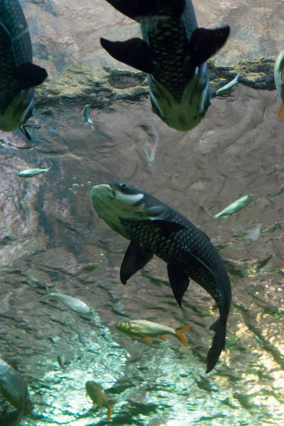 istock Siamese giant carp, Giant barb Fish,Thailand 1166151441