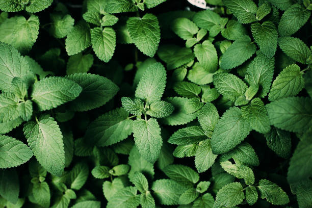 follaje verde, fondo natural. fondo de crecimiento de la planta de menta - mint fotografías e imágenes de stock