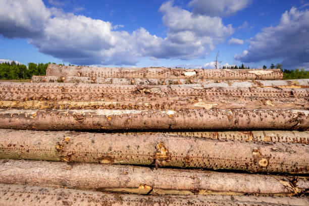 istock stack of wood in the forest 1166151700