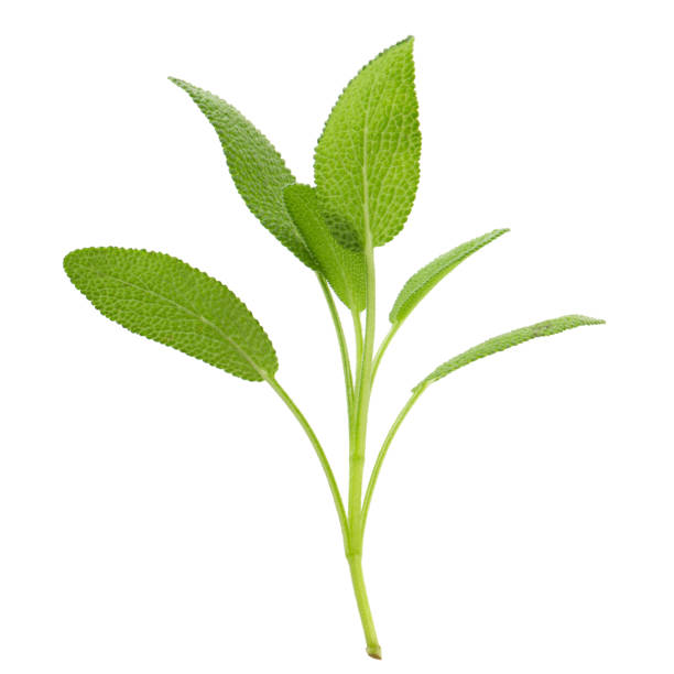 istock Sage plant isolated on a white background 1166151735