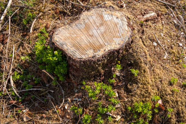 istock cleared forest outdoor scenery south Germany 1166151815