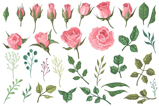Rose elements. Pink flower buds, roses with green leaves bouquets, floral romantic wedding decor for vintage greeting card. Vector beautiful blossom plant set for fashion print design