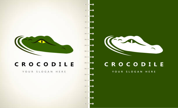 illustrations, cliparts, dessins animés et icônes de vecteur de crocodile. illustration de conception d'alligator. - gavial