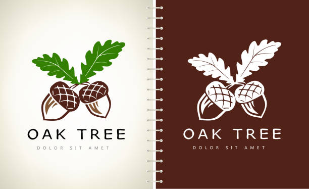 ilustraciones, imágenes clip art, dibujos animados e iconos de stock de símbolo de roble. vector de bellota. - oak leaf oak tree acorn season