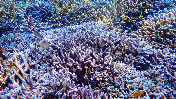 recife coral azul e angelfish do imperador no console de nakinyo, myanmar - deep sea staghorn coral school of fish - fotografias e filmes do acervo