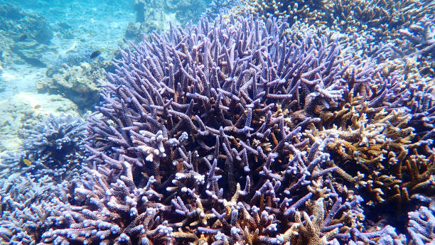 feche acima do recife coral azul com corais duros. paisagem no console de nakinyo, myanmar - deep sea staghorn coral school of fish - fotografias e filmes do acervo