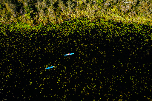 A man and a woman are paddling stand up paddleboards on the Noosa river through the Everglades an extraordinarily beautiful subtropical wetland in the protected Noosa Biosphere Reserve.